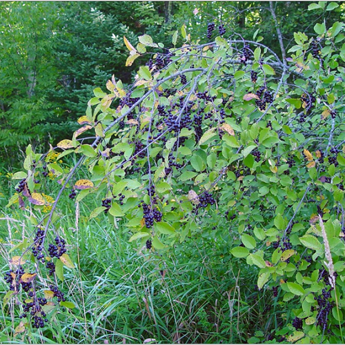 A chokecherry branch bends over, with heavy chains of dark fruit.